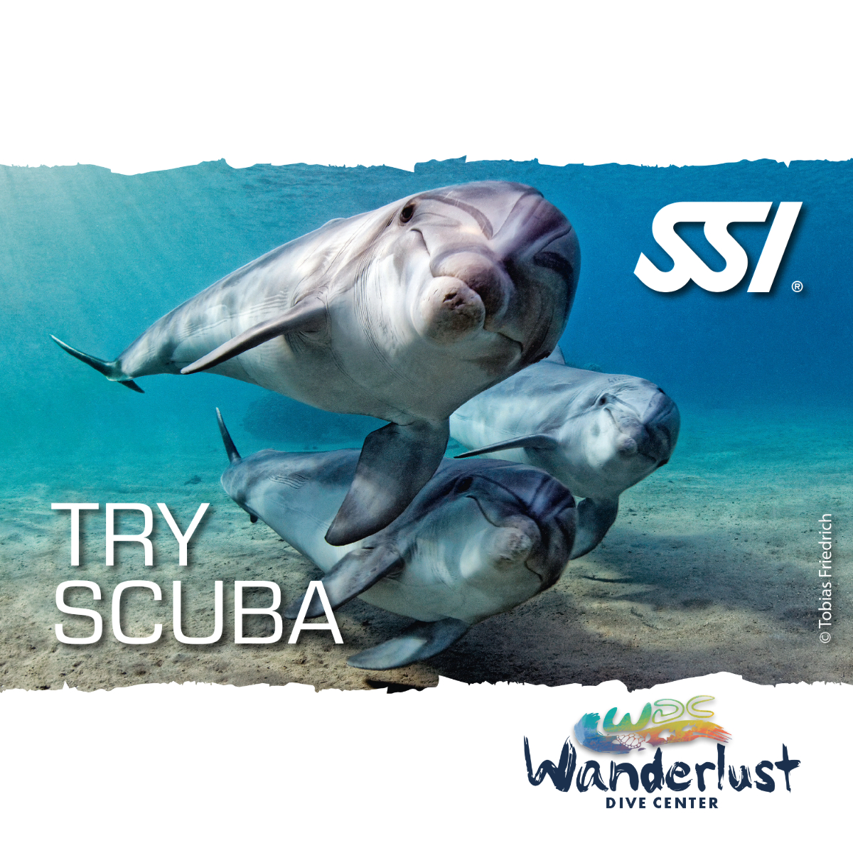 SSI Try Scuba graphic featuring a close up of reef fish and an introductory diver experience