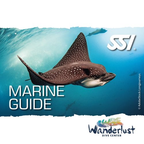 SSI Marine Guide specialty graphic featuring a ray gliding through clear blue water