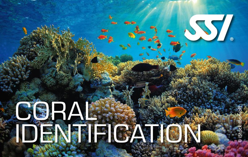 Coral Identification