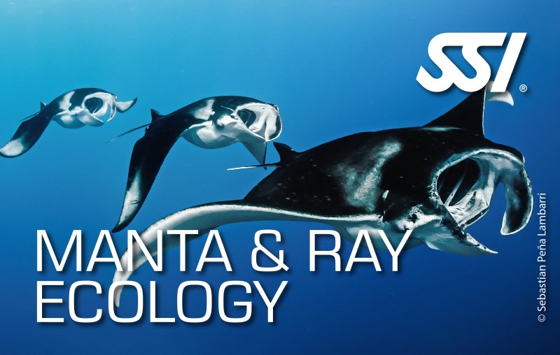 Manta And Ray Ecology