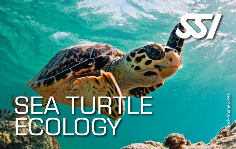 SSI Sea Turtle Ecology